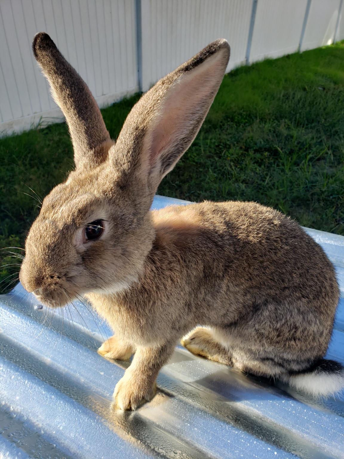 Mixed Silver Fox Rabbits near Gates, North Carolina