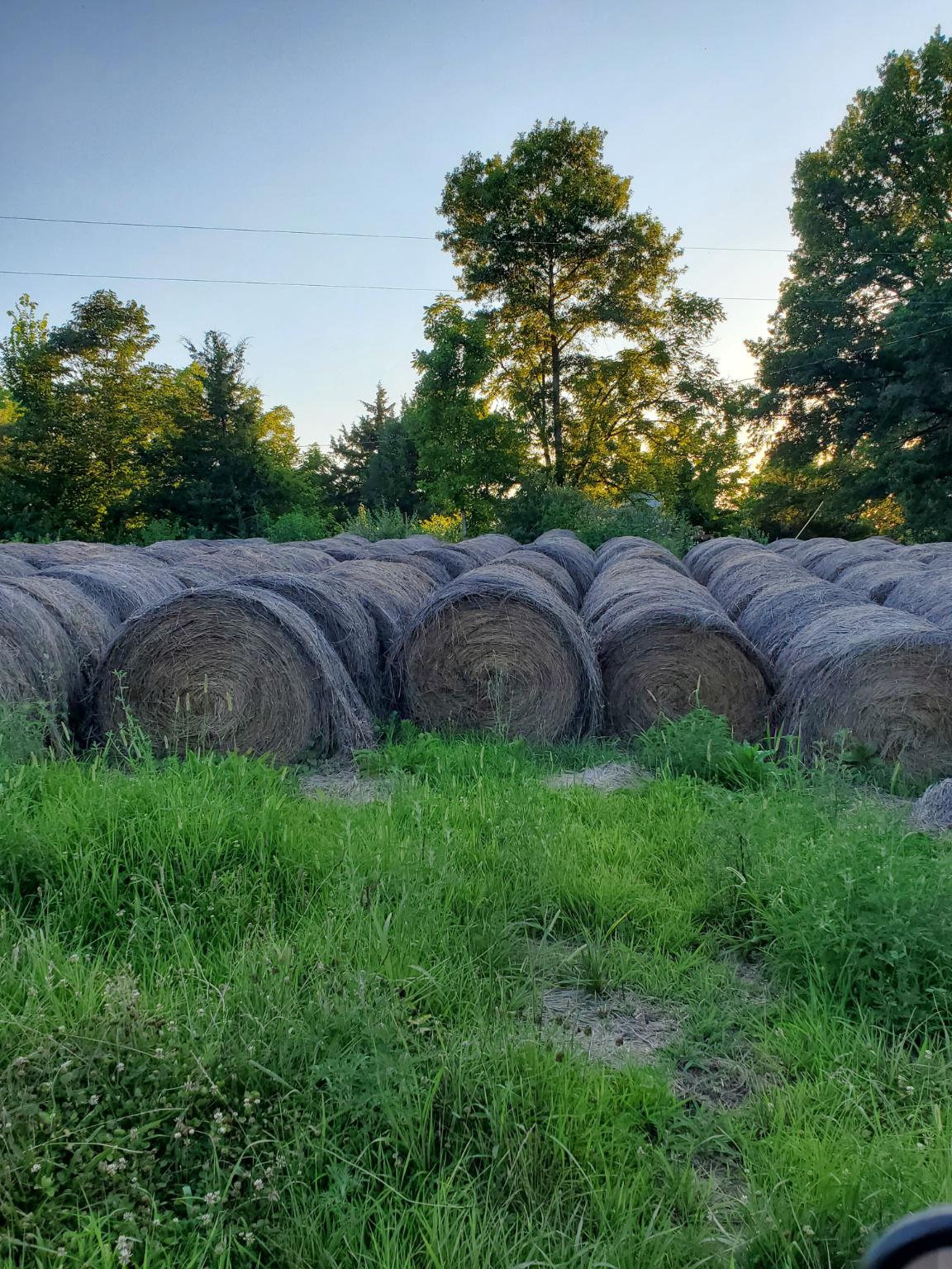 Large Round Fescue / Orchard Grass Bales near Columbia, Missouri Hay