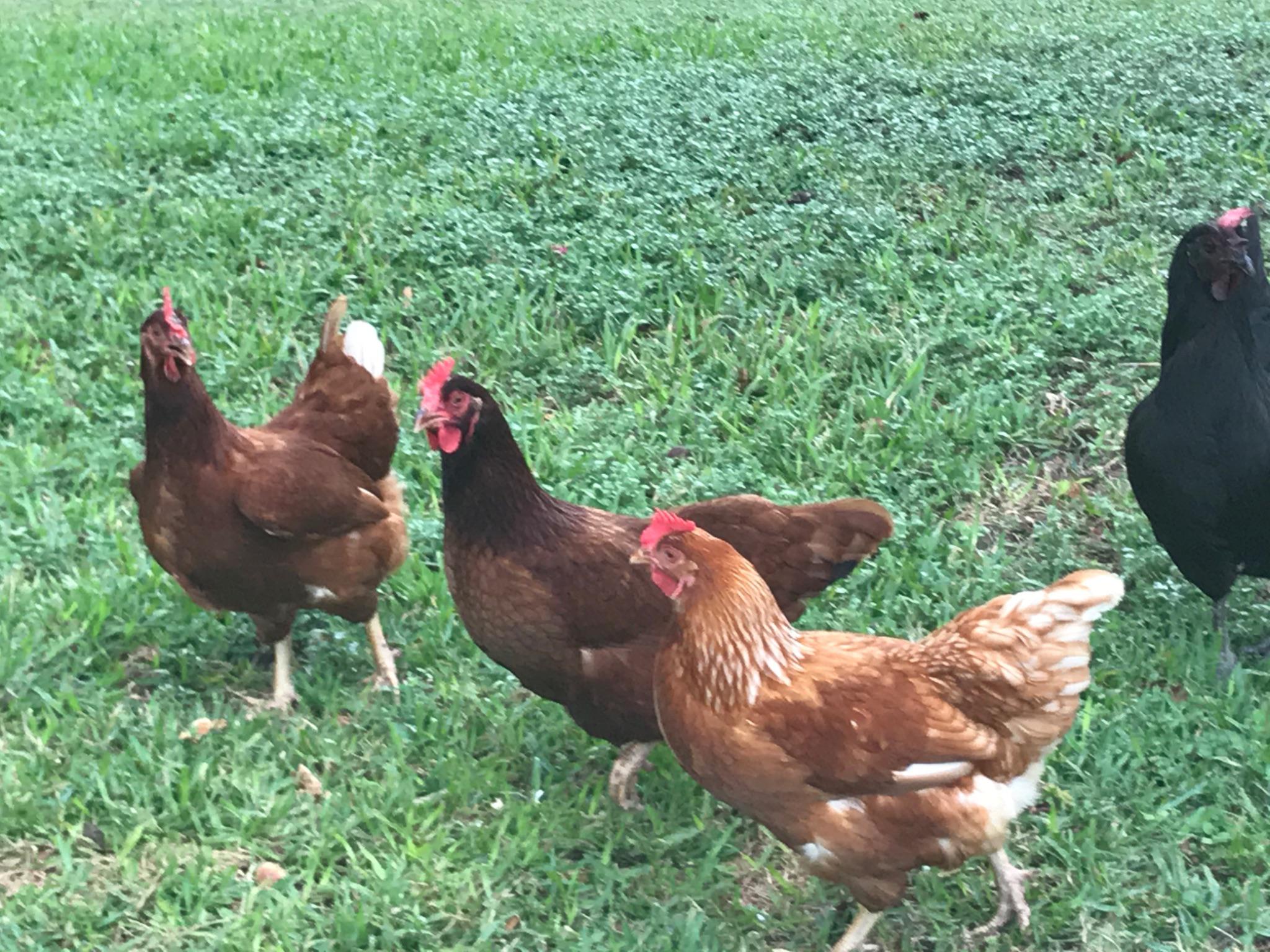 Rhode Island Red / Isa Brown / French Copper Maran Laying Hens near