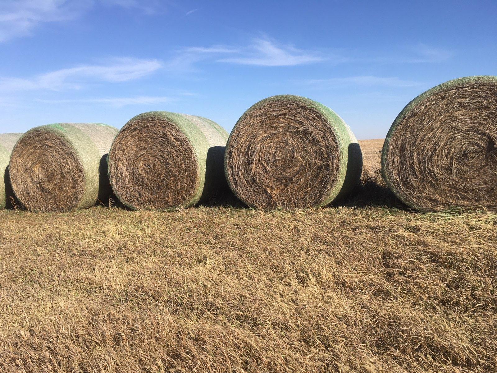 Small Square Brome Bales near Smithville, Missouri Hay Bales HitchPin