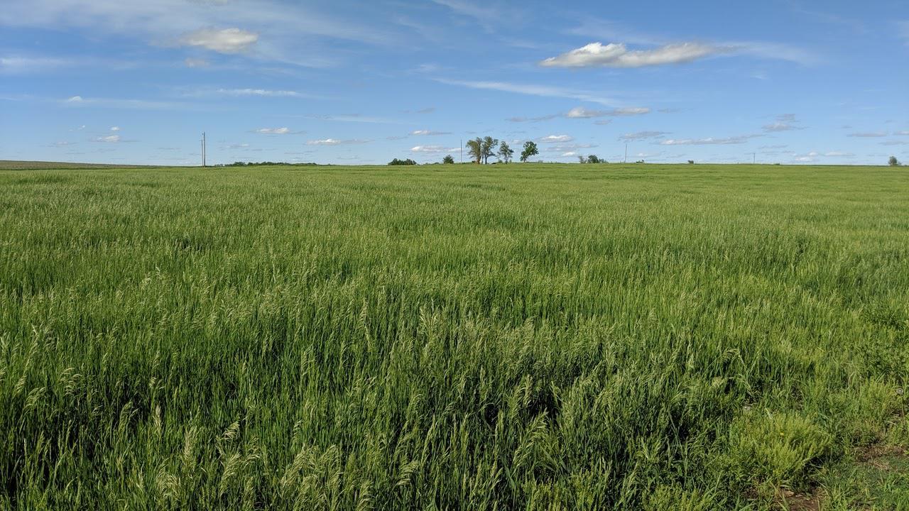 Small Square Brome Bales near Abilene, Kansas Hay Bales