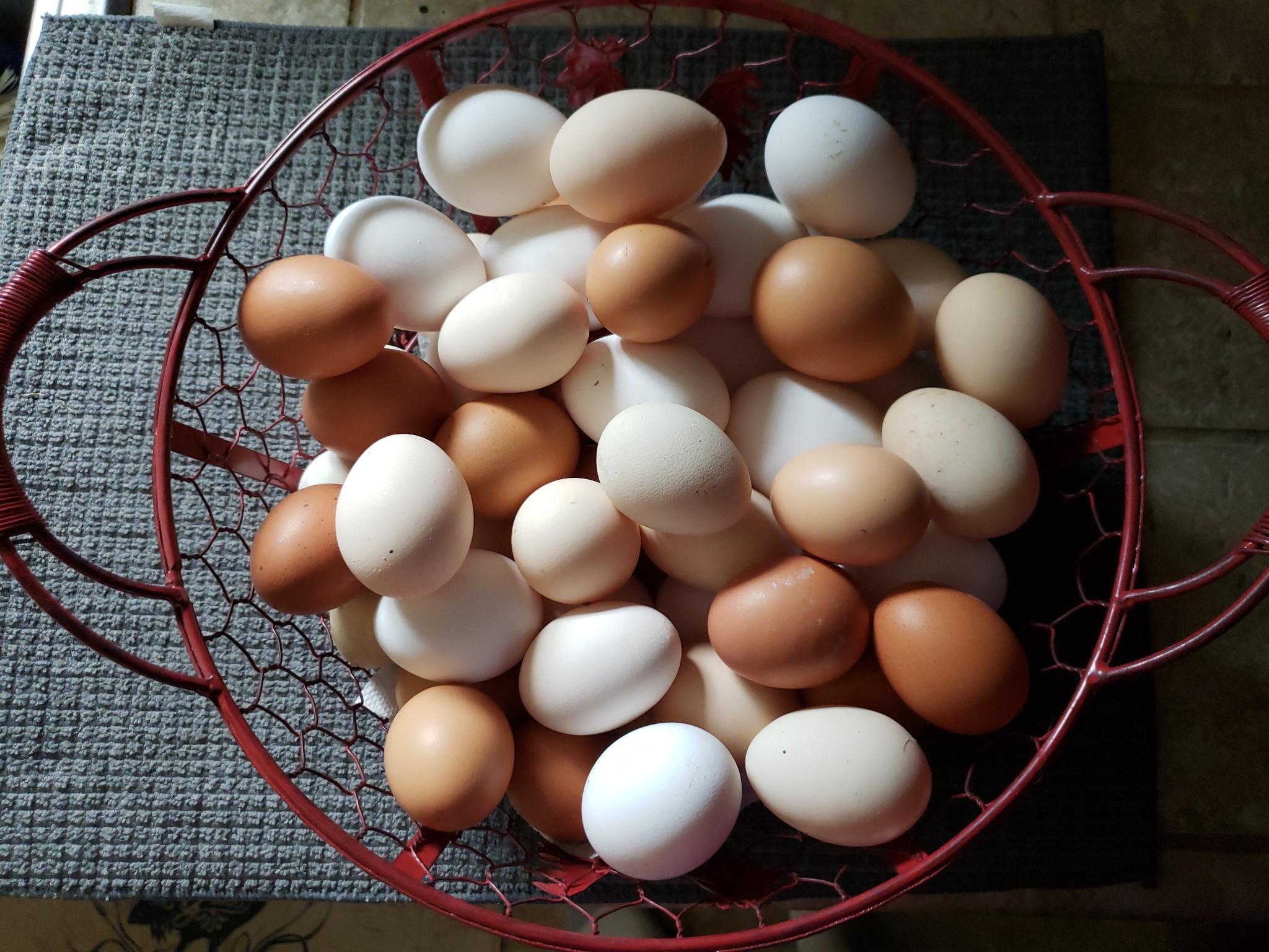 Organic FreeRange Medium Chicken Eggs Dozen near Belle Plaine