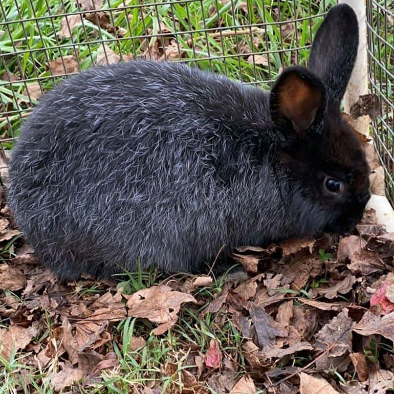 Silver Fox Rabbits near Snow Camp, North Carolina HitchPin