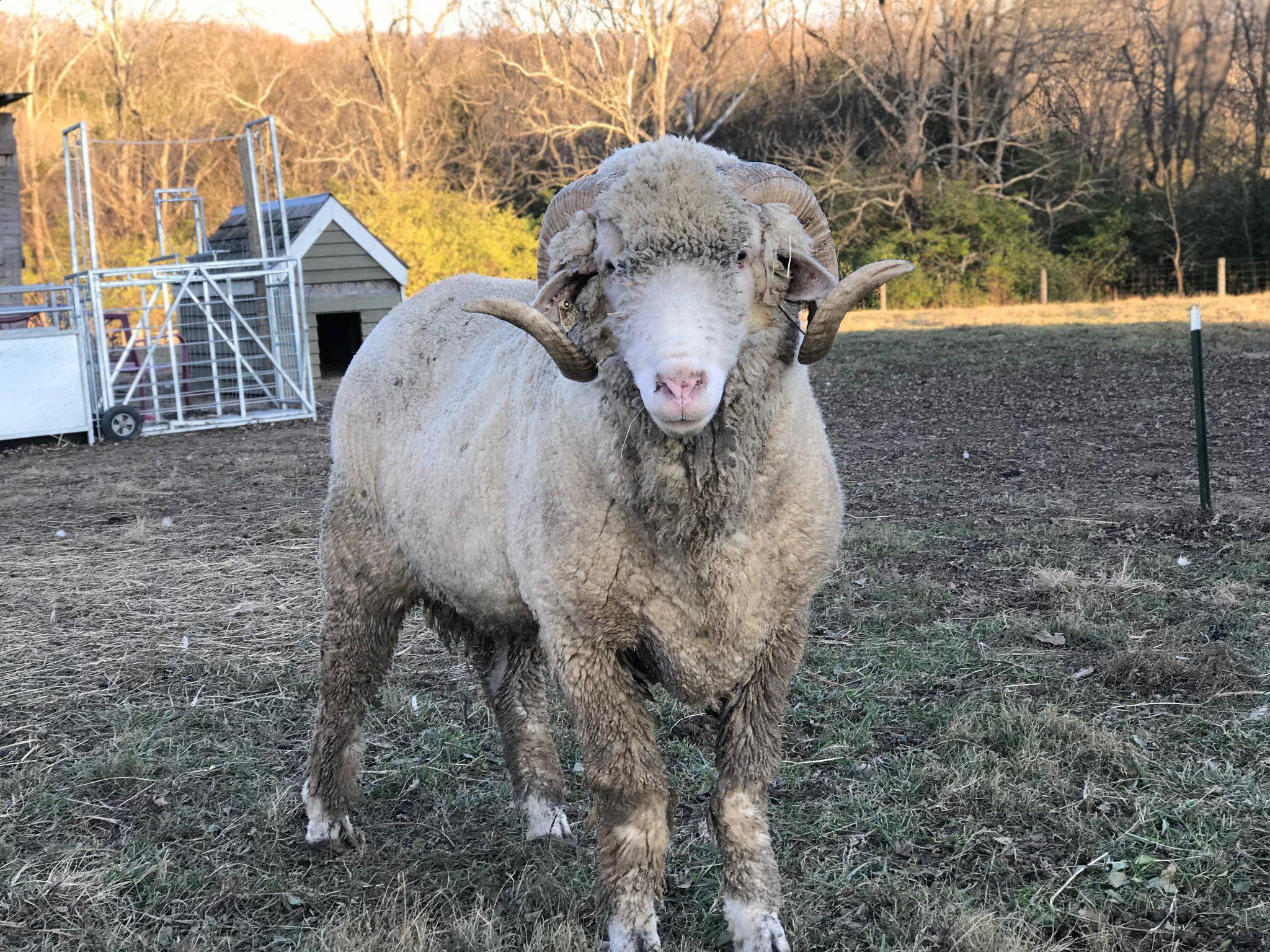 Registered Rambouillet Rams 1 year old near Cape Girardeau, Missouri