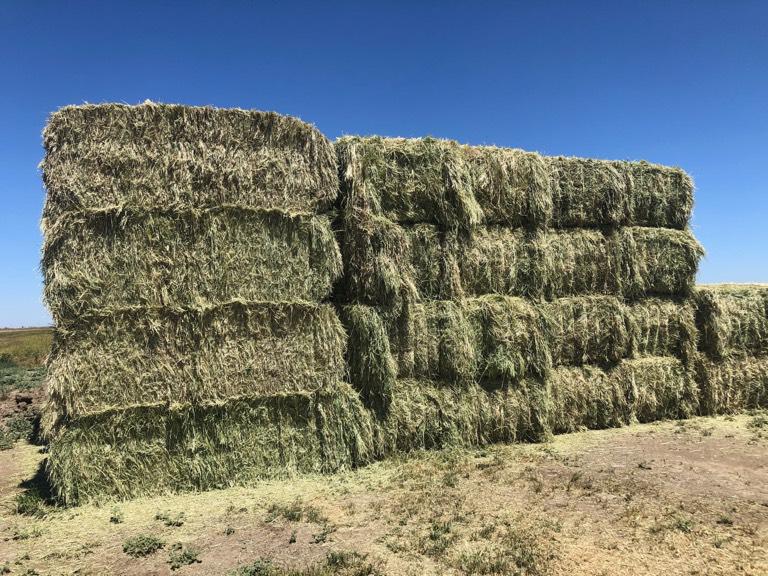 Large Square Alfalfa Bales near Auburn, California Hay Bales