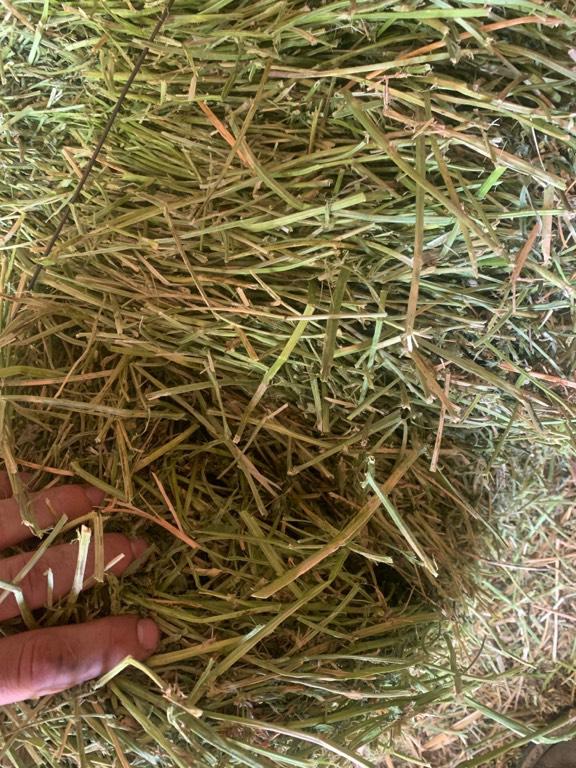 Small Square Alfalfa / Alfalfa Bales near Lexington, Nebraska Hay