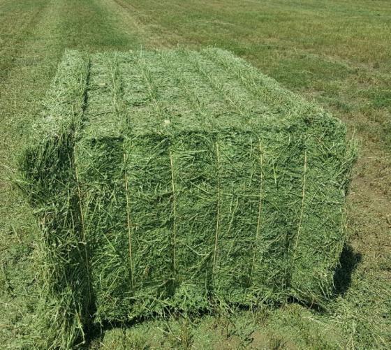 Large Square Alfalfa Bales near Solon, Iowa - Hay Bales
