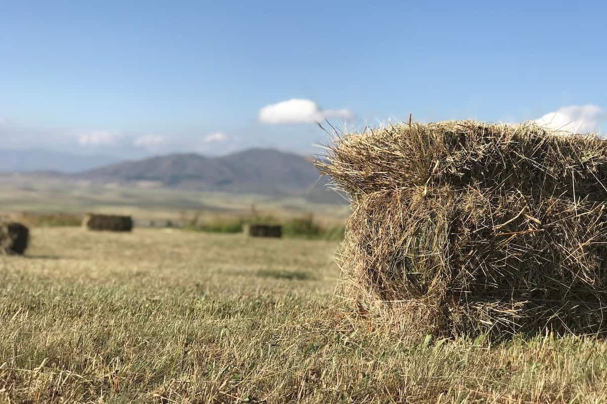 Large Square Brome Bales near Overbrook, Kansas Hay Bales